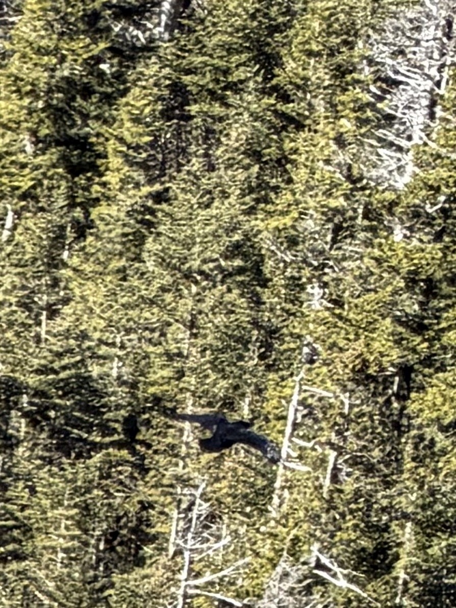 Common Raven - ML646013758