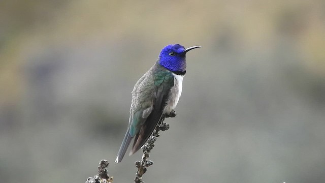 Ecuadorian Hillstar - ML646013764