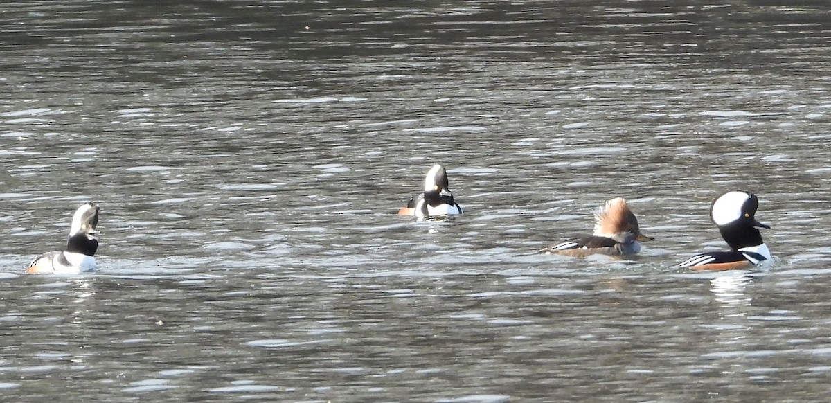 Hooded Merganser - ML646013775