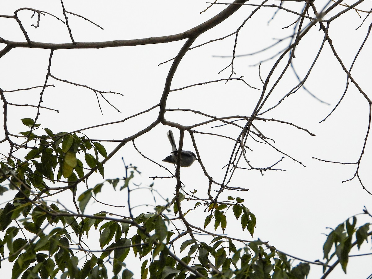 Tropical Gnatcatcher - ML646013778