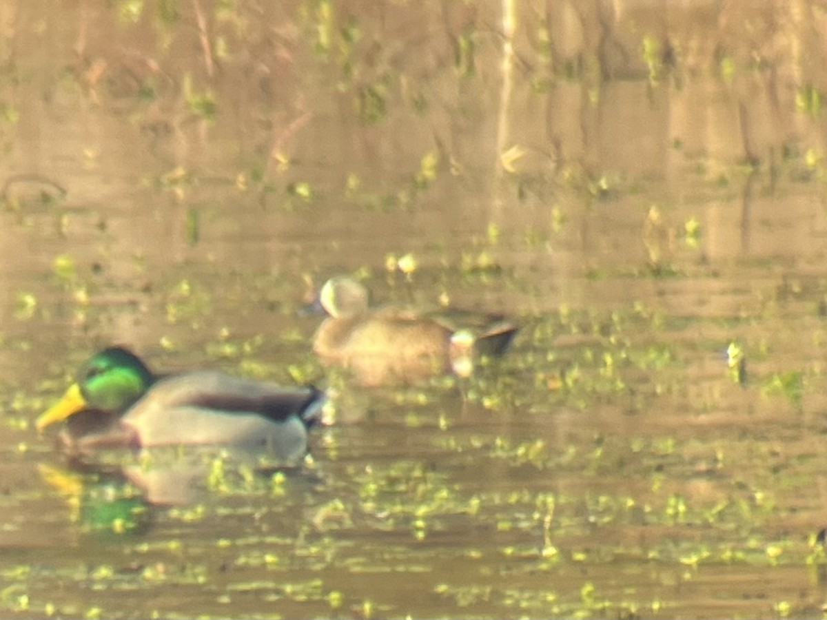 čírka modrokřídlá - ML646013780