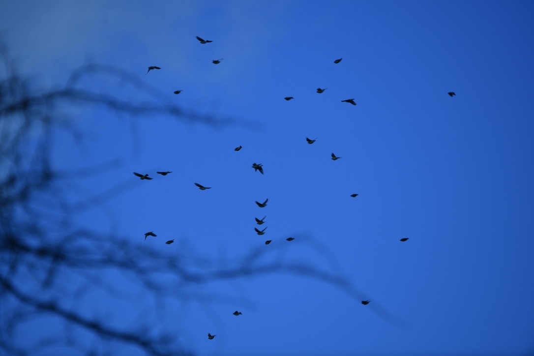 Cedar Waxwing - ML646013783