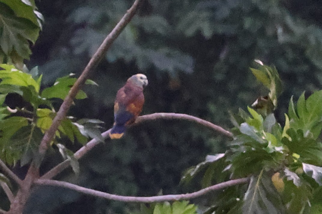 amazoňan ohnivý - ML646013784