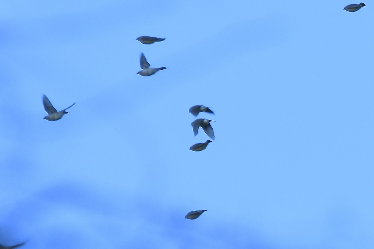 Cedar Waxwing - ML646013786