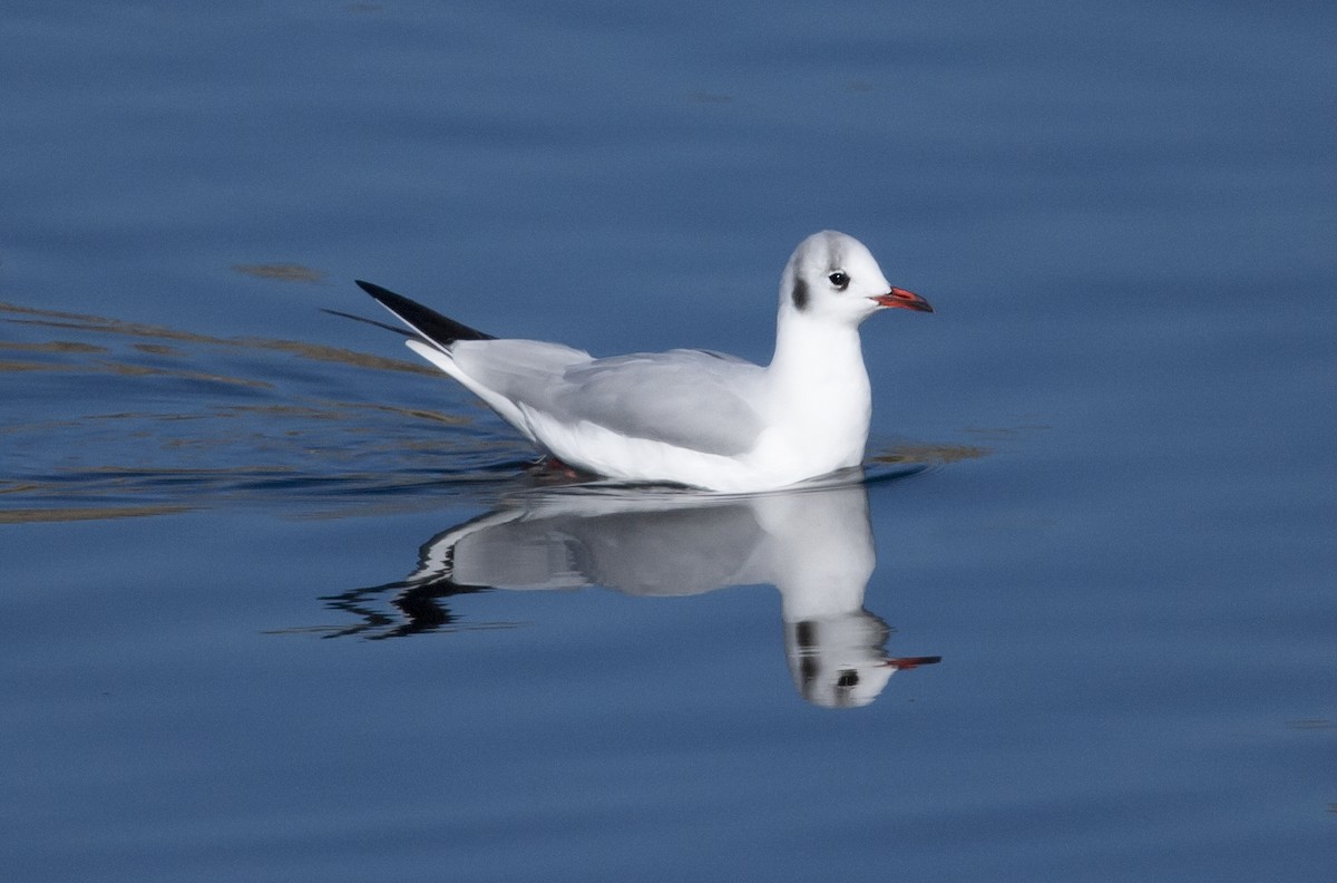 Black-headed Gull - ML646013787