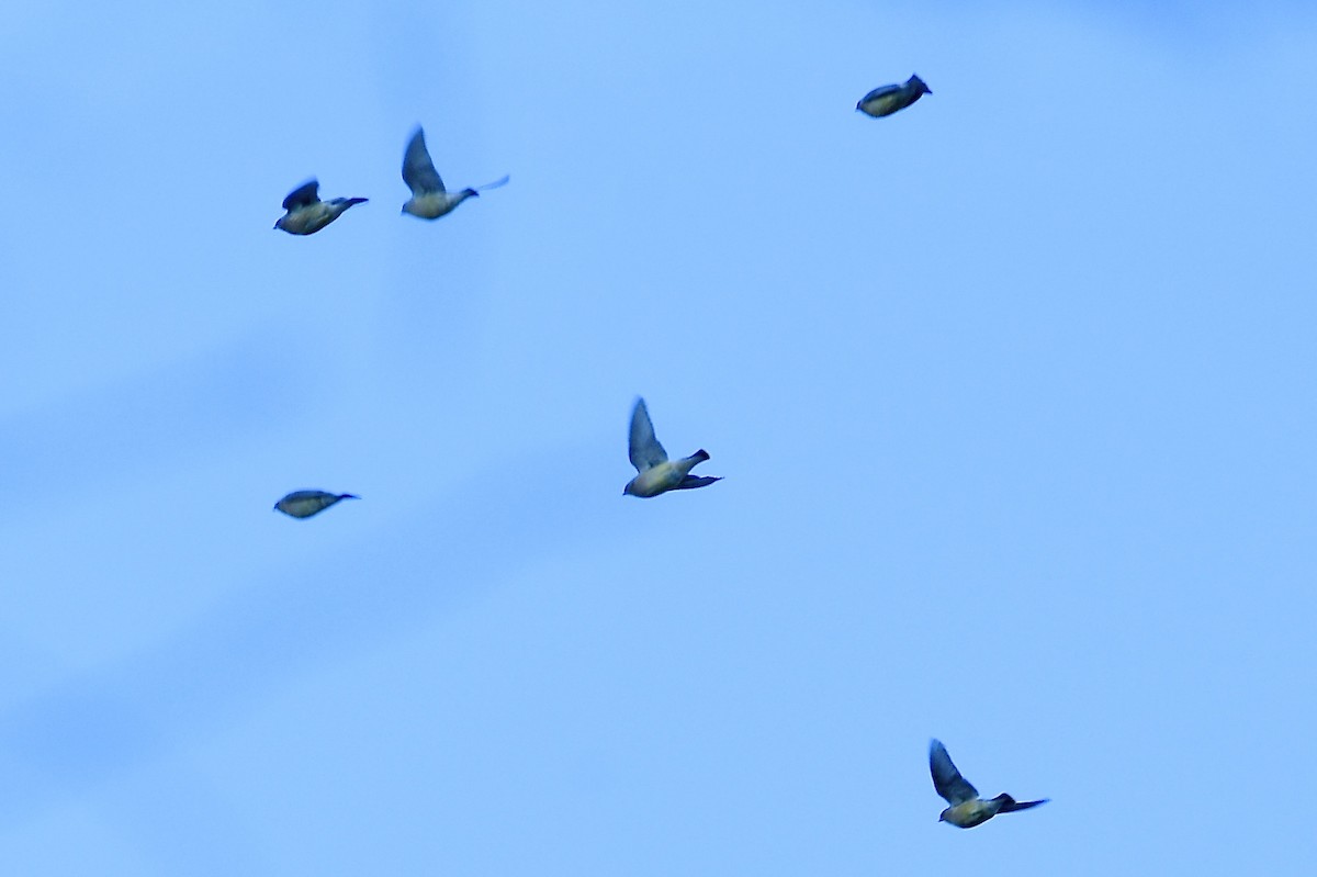 Cedar Waxwing - ML646013788