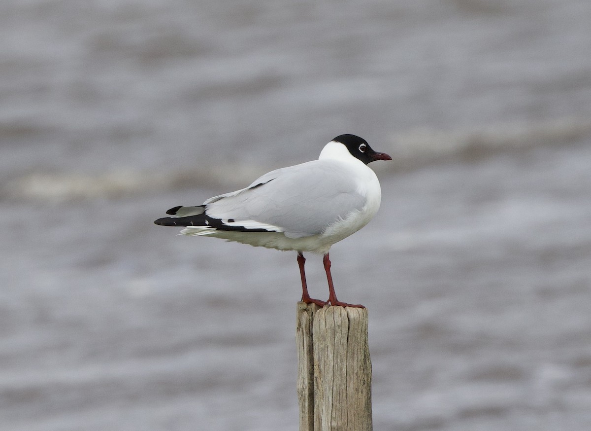 Andean Gull - ML646013793