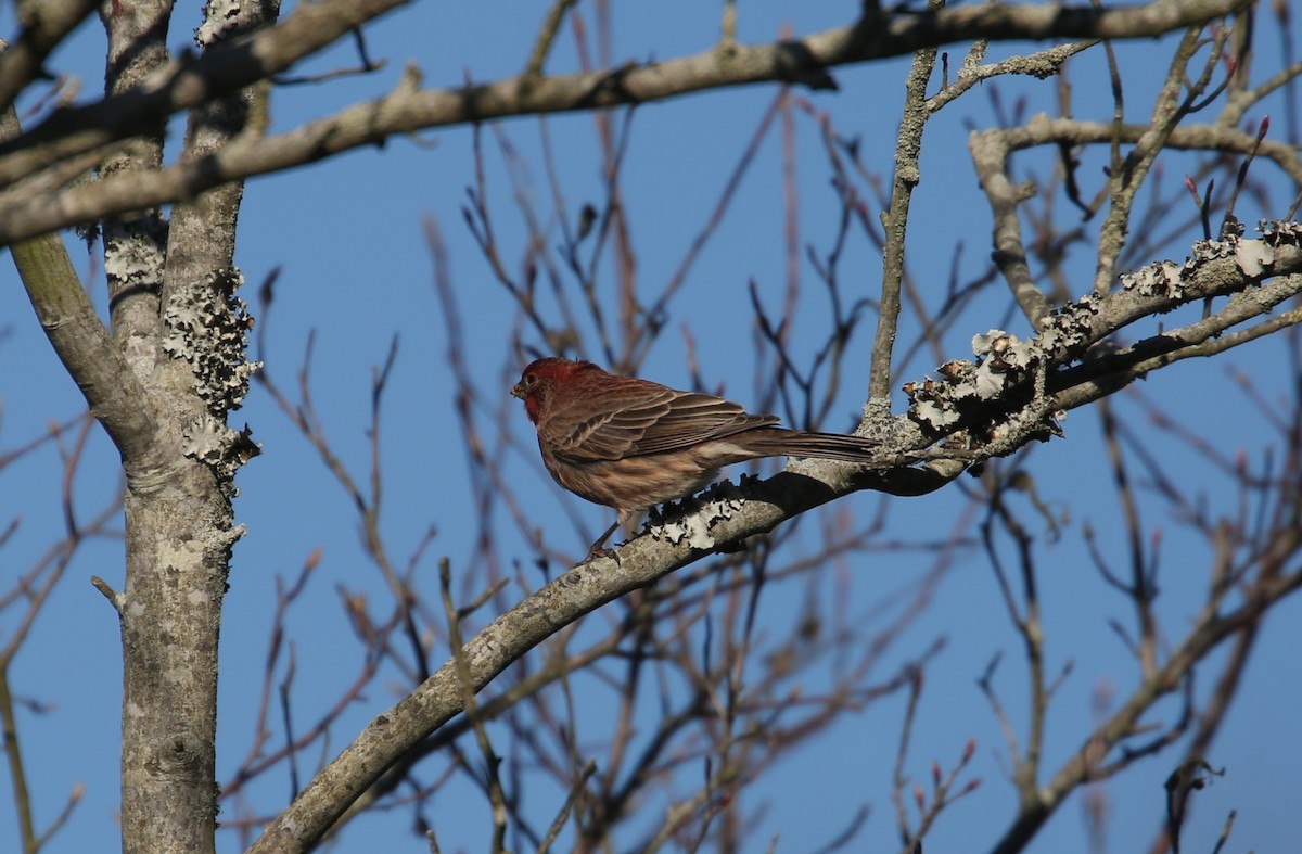 House Finch - ML646013795