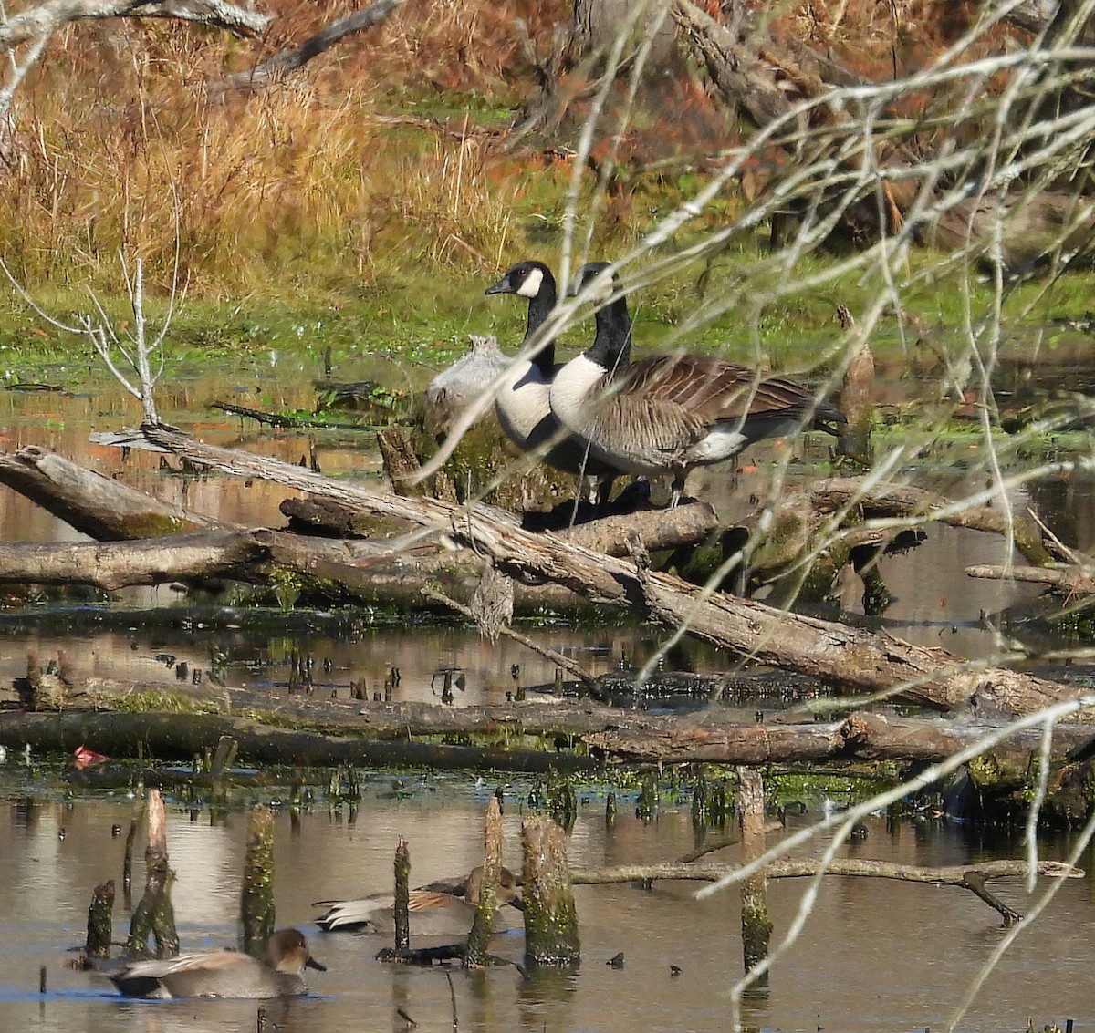 ברנטה קנדית - ML646013803
