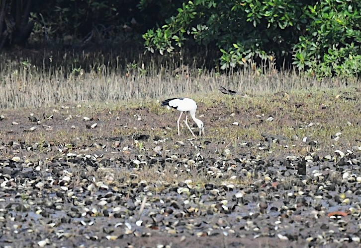 Asian Openbill - ML646013804