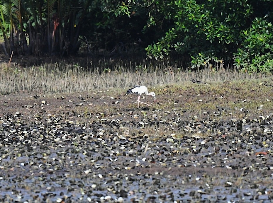 Asian Openbill - ML646013805