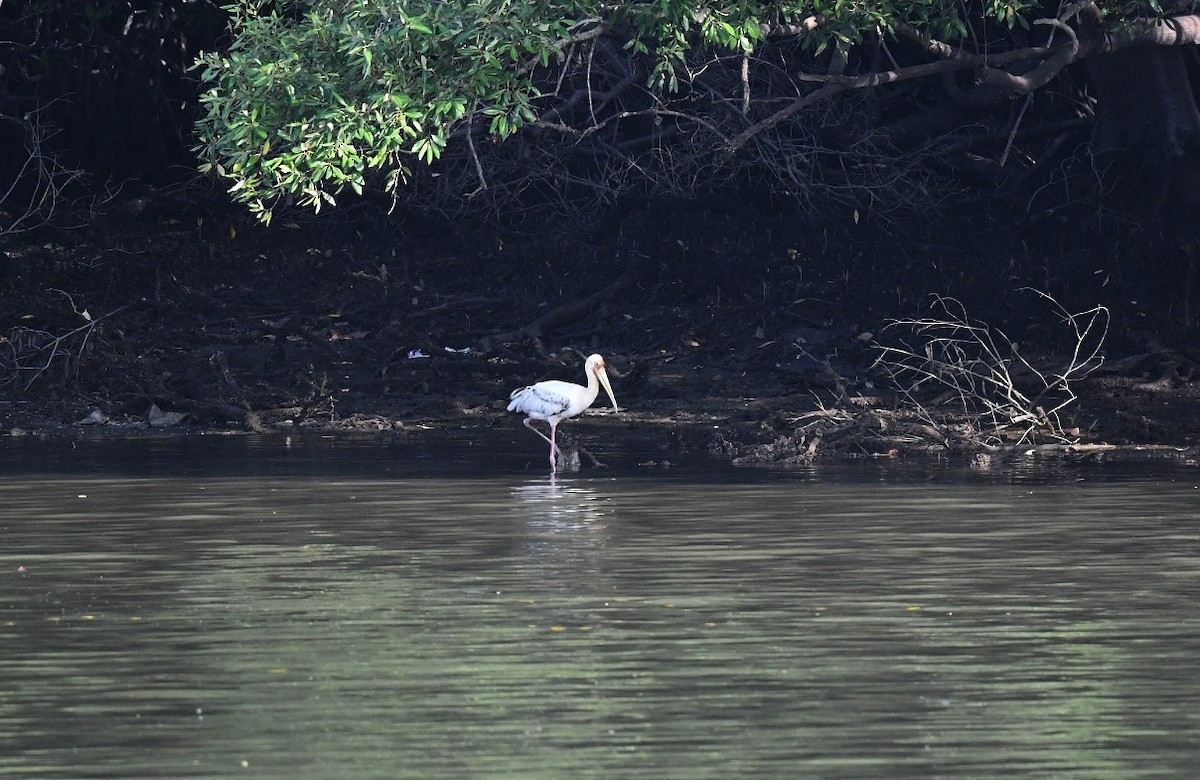 Milky Stork - ML646013810