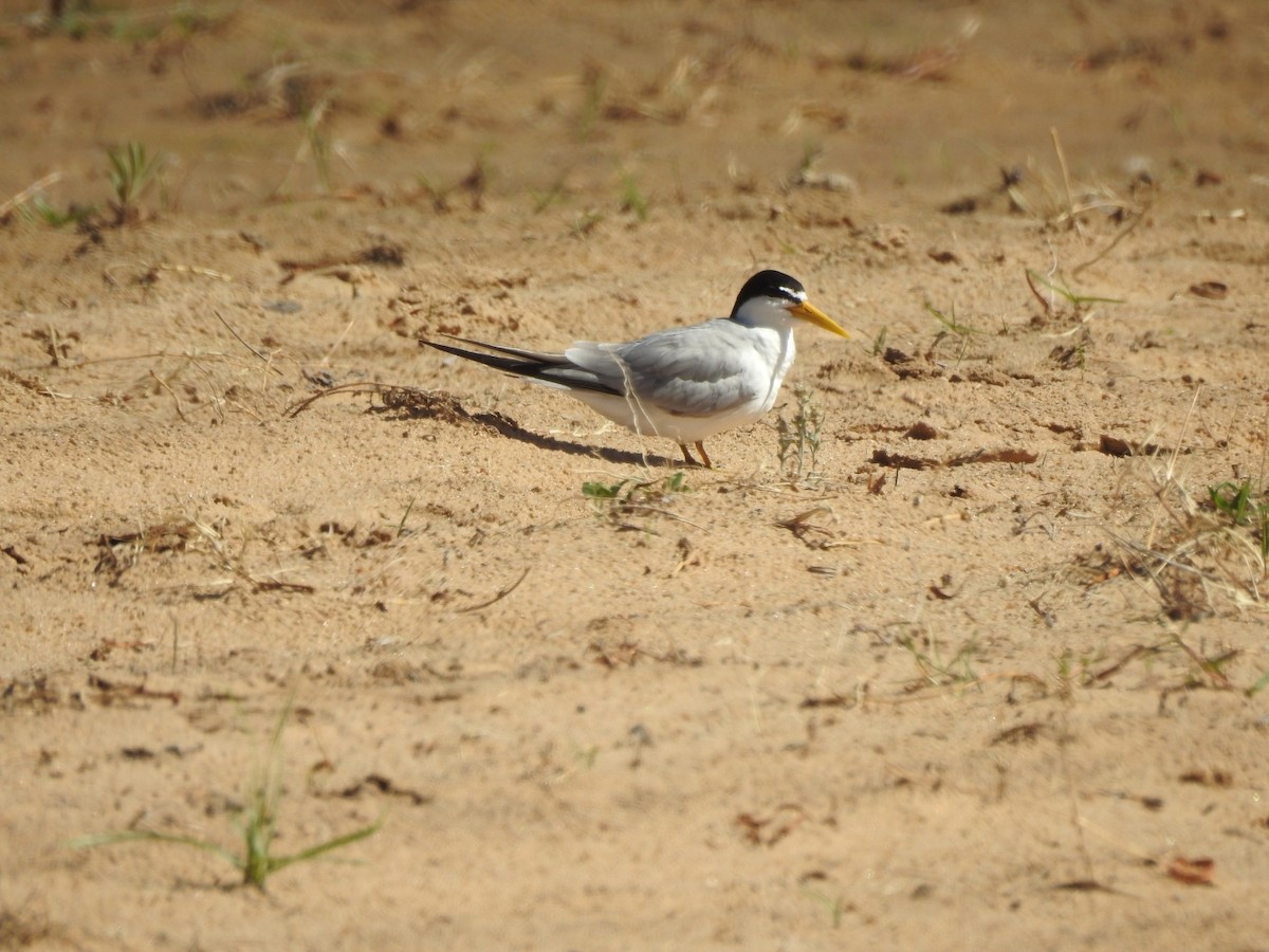 Yellow-billed Tern - ML646013817