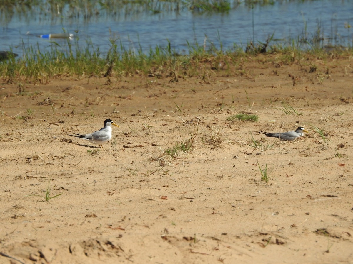 Yellow-billed Tern - ML646013818