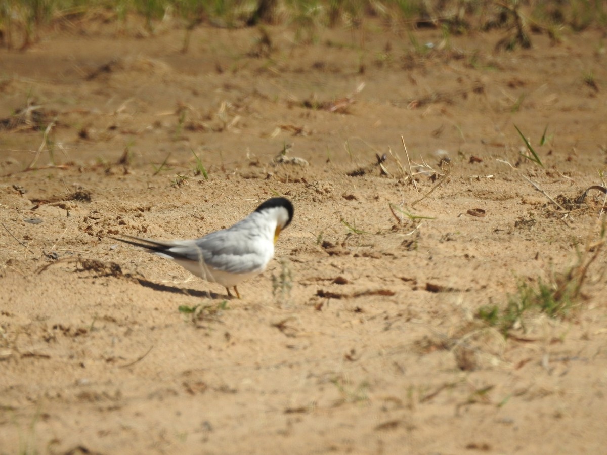 Yellow-billed Tern - ML646013819