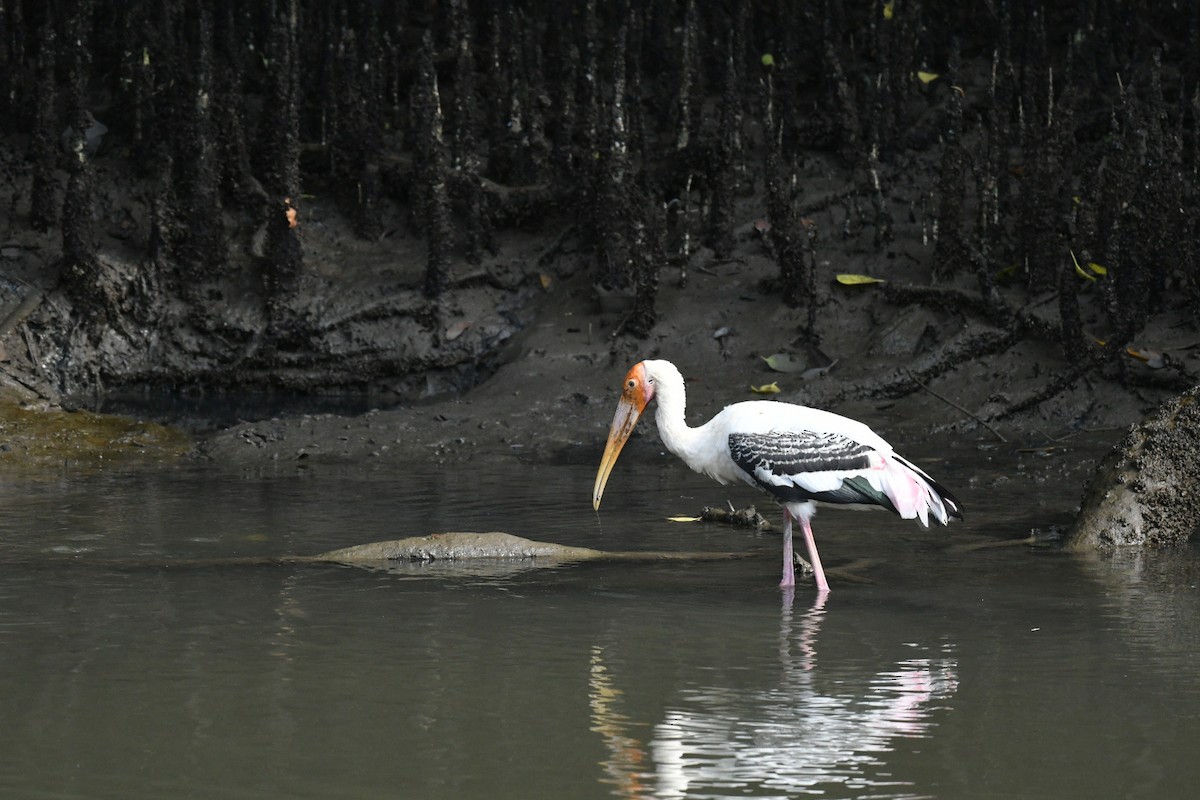 Painted Stork - ML646013850