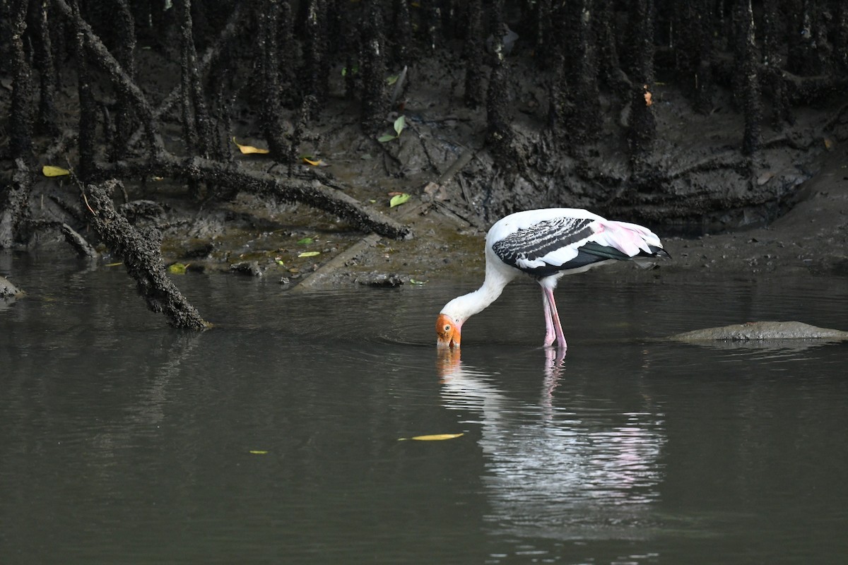 Painted Stork - ML646013851