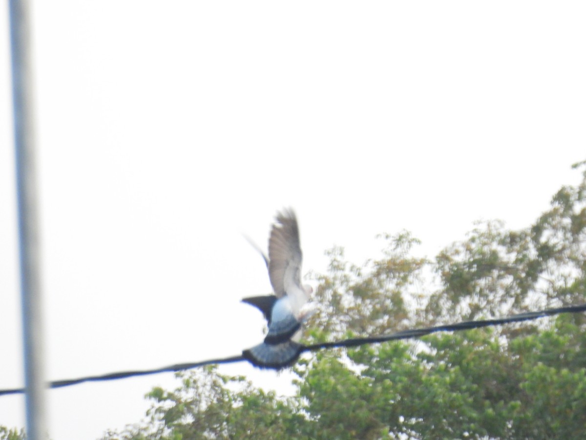 Paloma de Guinea - ML646013856