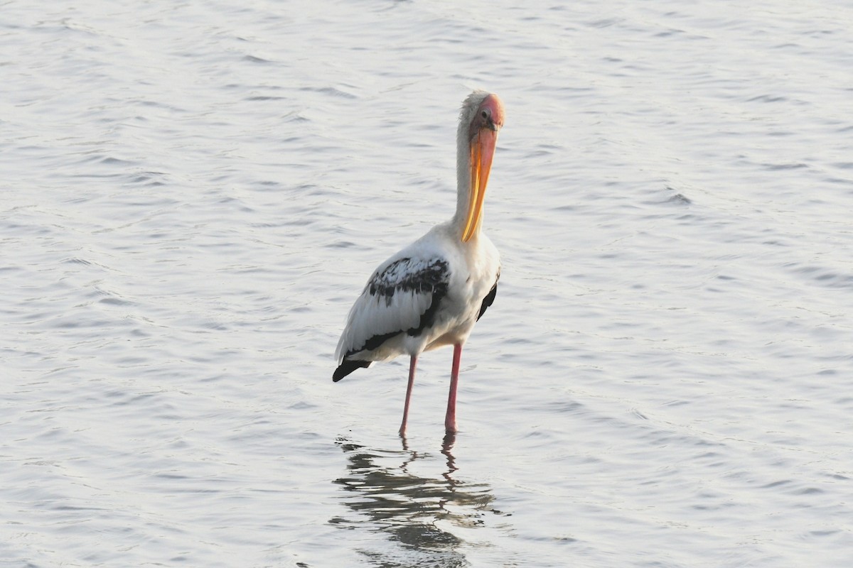 Milky/Painted Stork - ML646013864