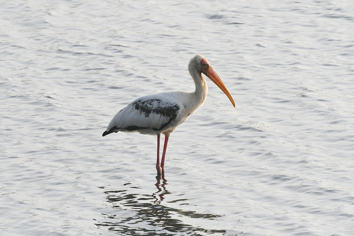 Milky/Painted Stork - ML646013865