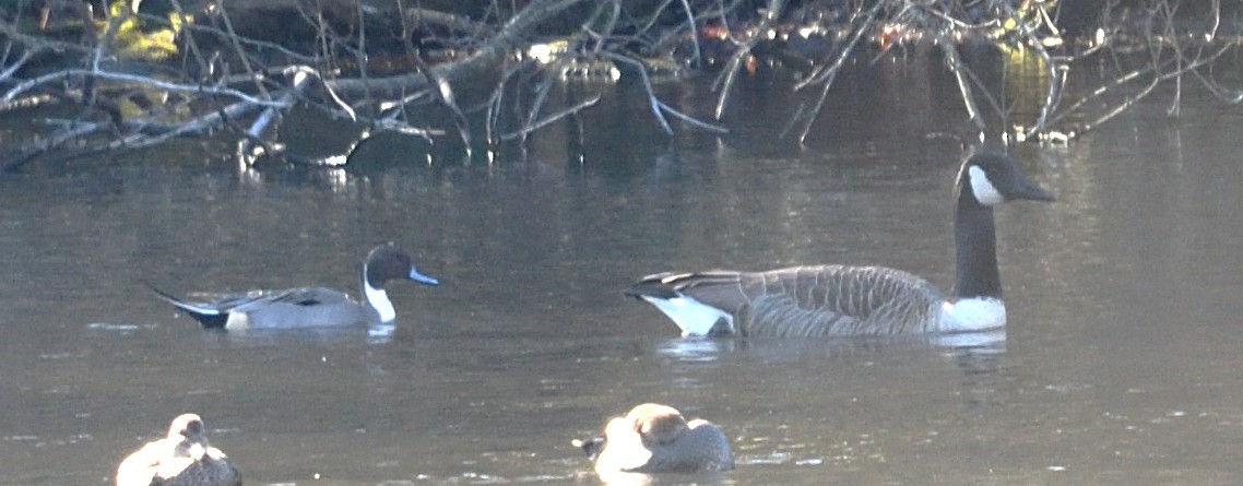 Northern Pintail - ML646013866