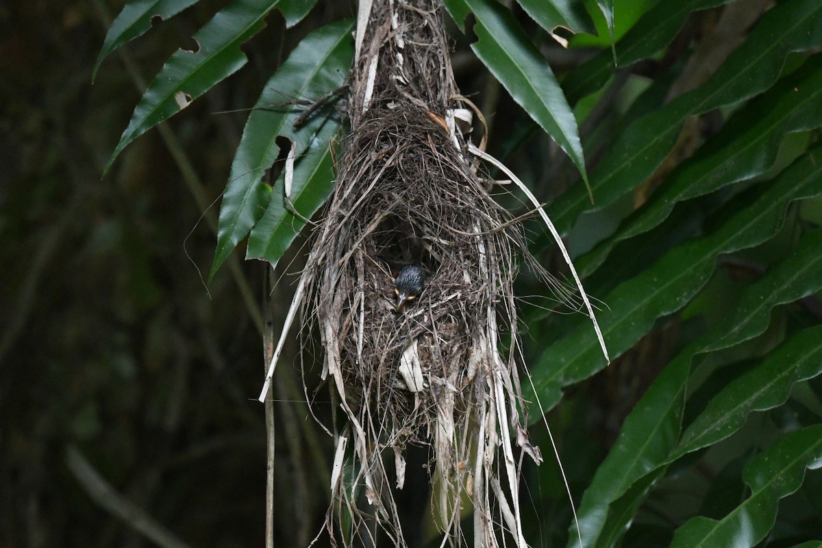 Crimson Sunbird - ML646013889