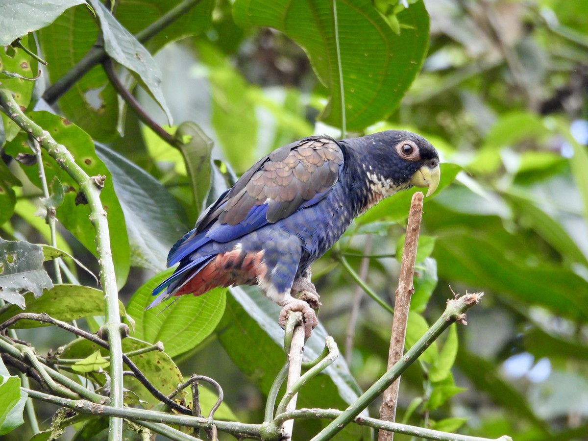 Bronze-winged Parrot - ML646013890