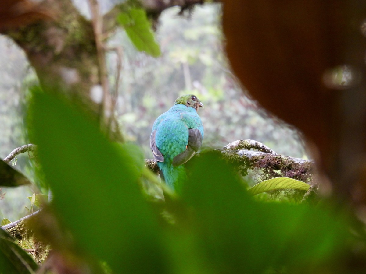 Quetzal Cabecidorado - ML646013898