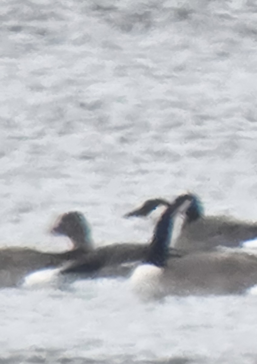 Greater White-fronted Goose - ML646013899