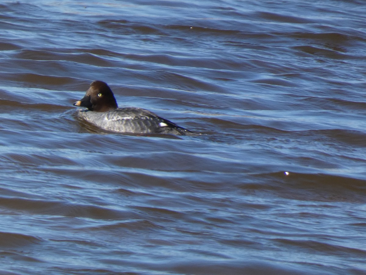 Quattrocchi - ML646013901