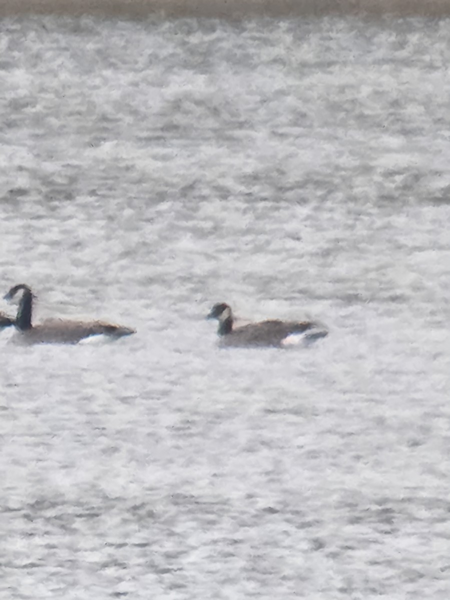 Cackling Goose - ML646013904