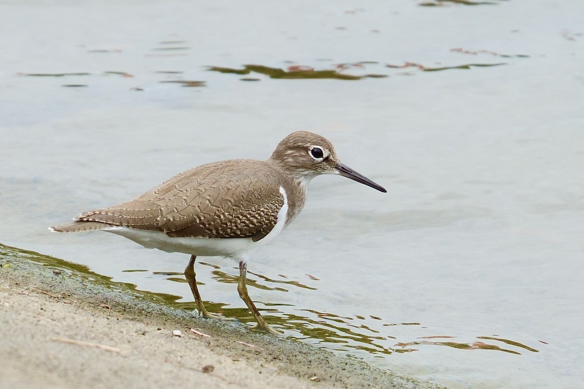 Common Sandpiper - ML646013905