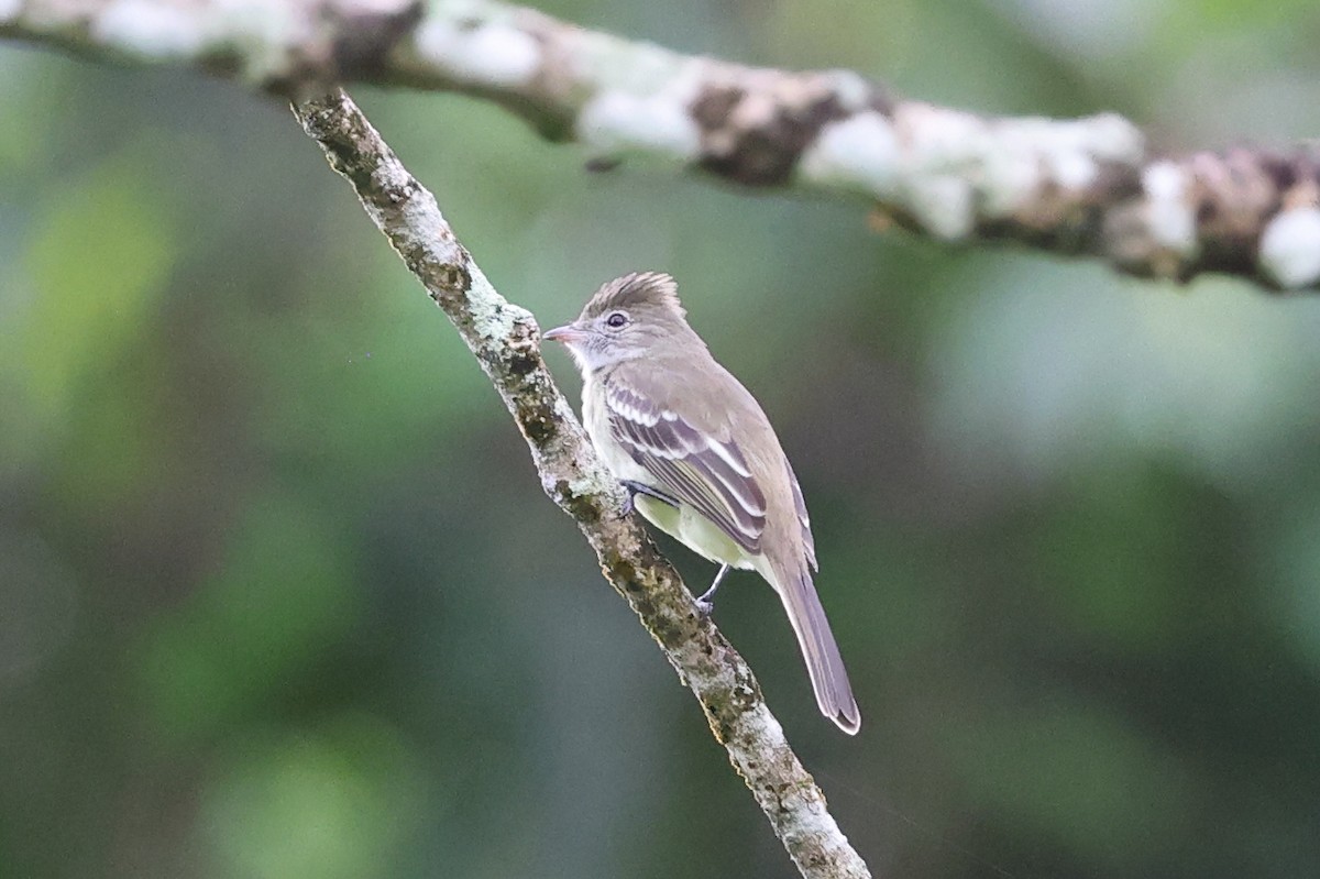 Желтобрюхая эления - ML646013917