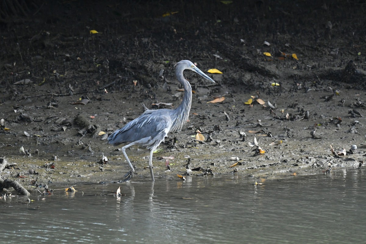 Great-billed Heron - ML646013923