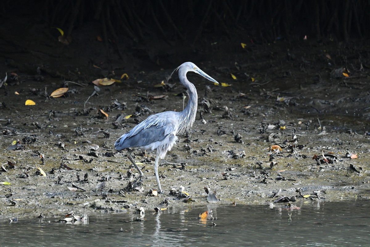 Great-billed Heron - ML646013924