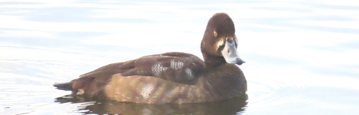 Lesser Scaup - ML646013928