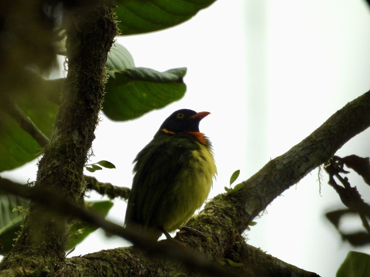 Cotinga jucunda - ML646013948