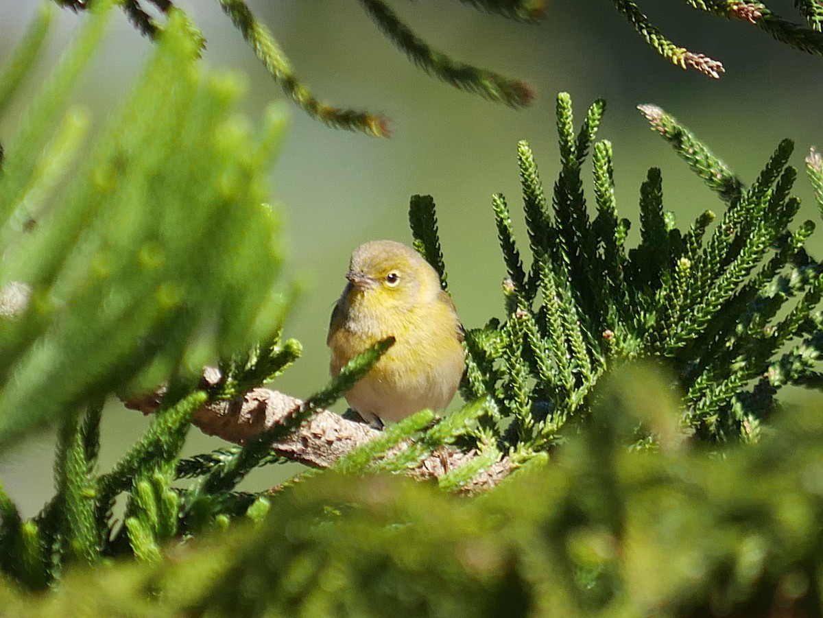 Kiefernwaldsänger - ML646013949