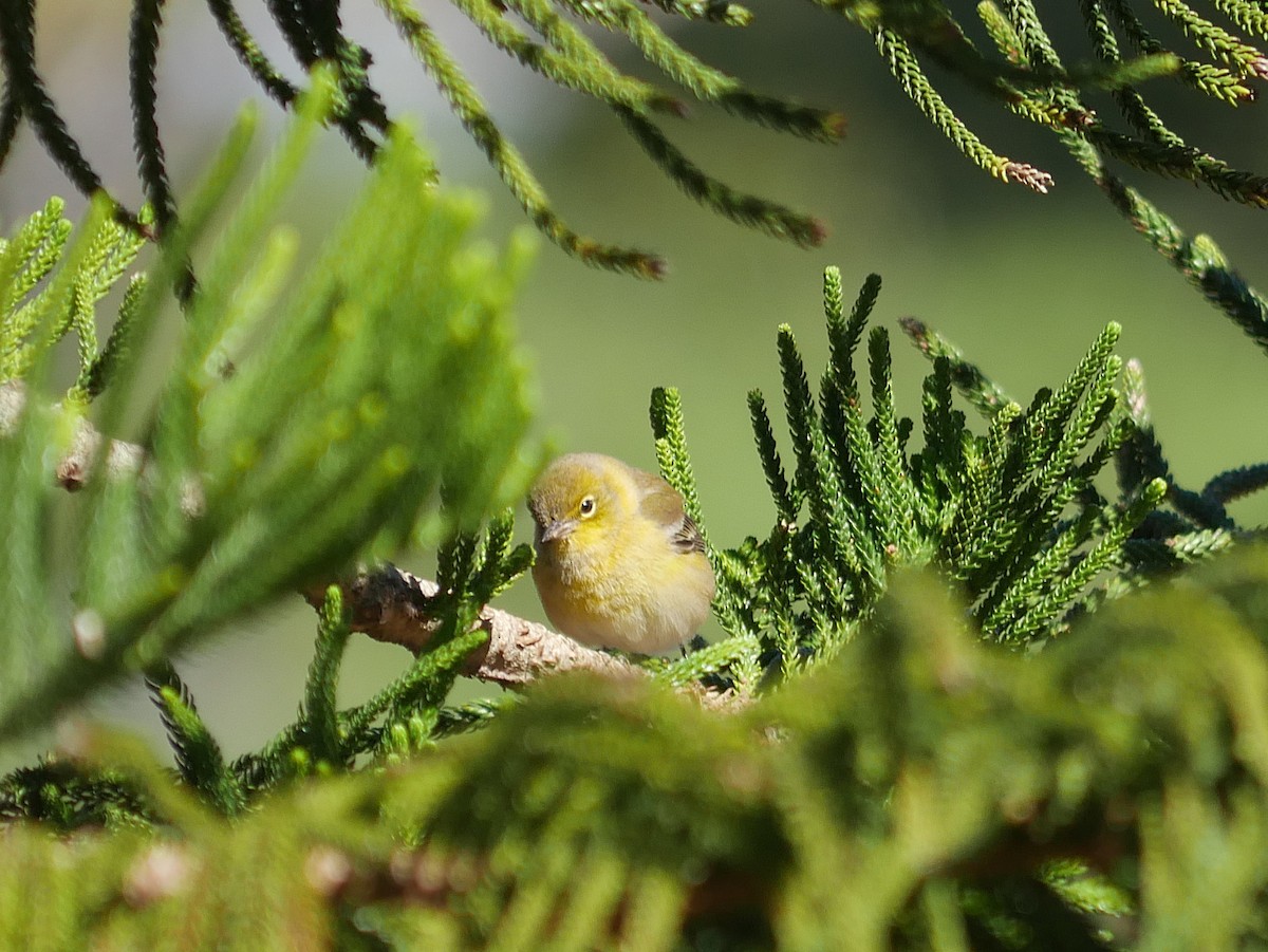 Kiefernwaldsänger - ML646013950