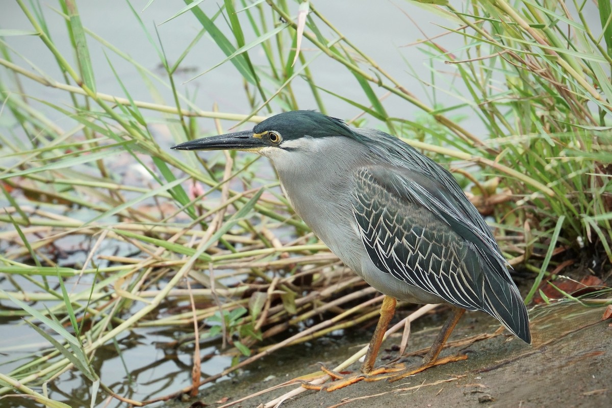 Little Heron - ML646013951