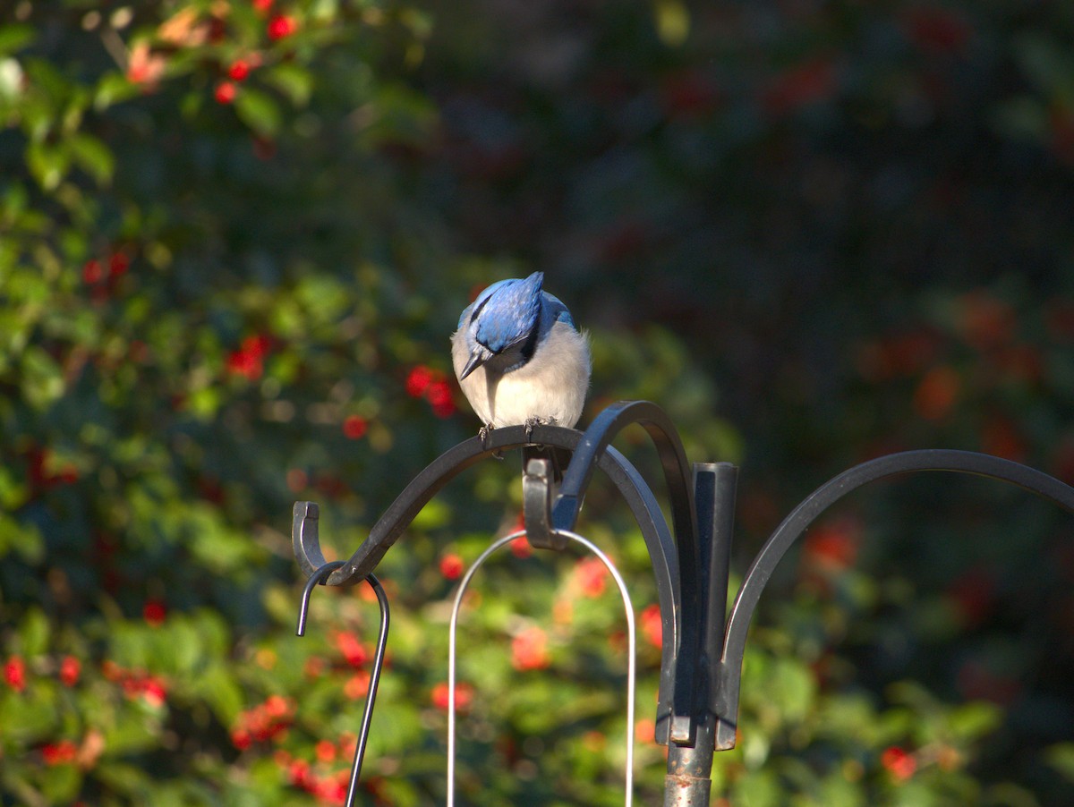 blåskrike - ML646013954