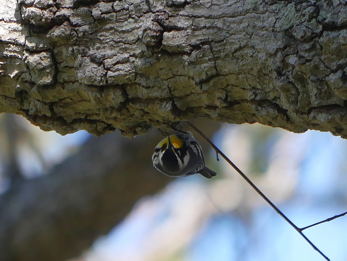 Goldkehl-Waldsänger - ML646013956