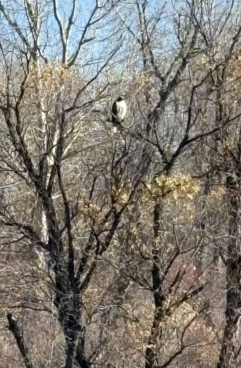 Red-tailed Hawk - ML646013962