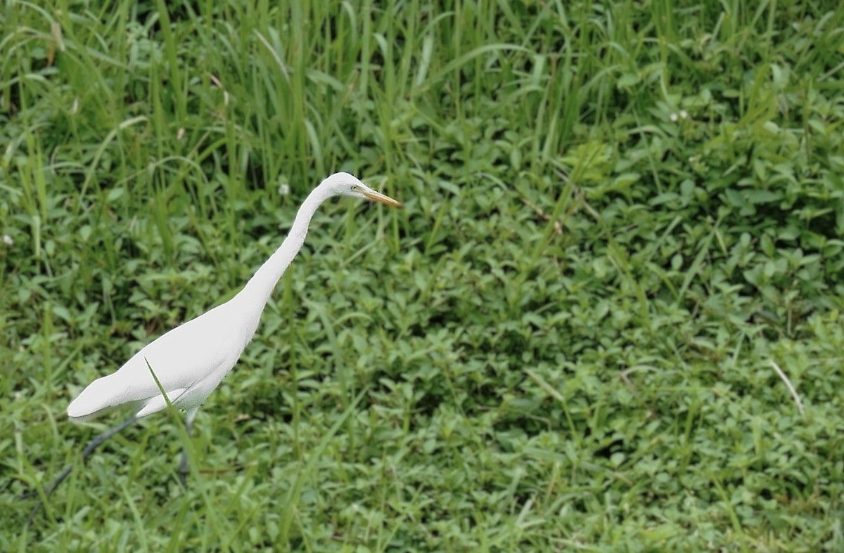 Medium Egret - ML646013963