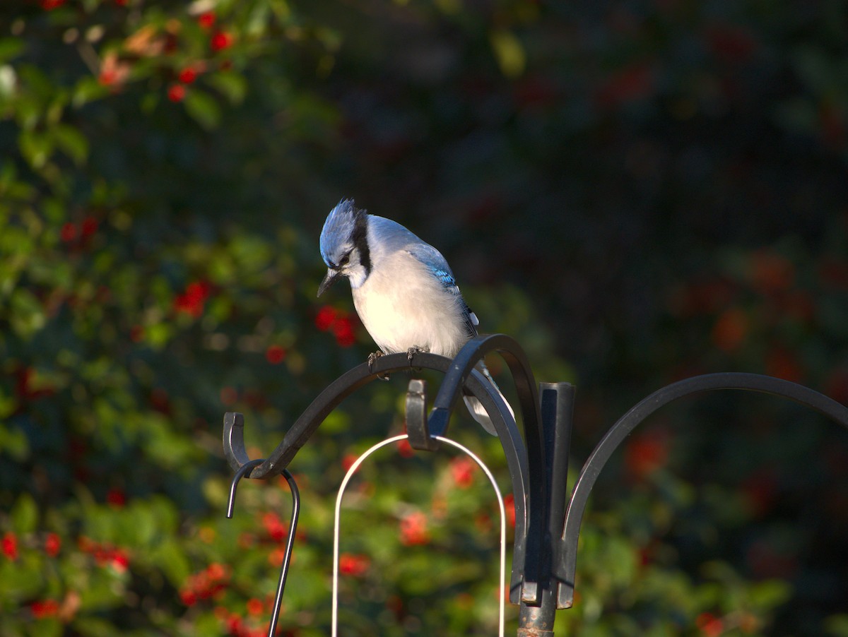 blåskrike - ML646013965