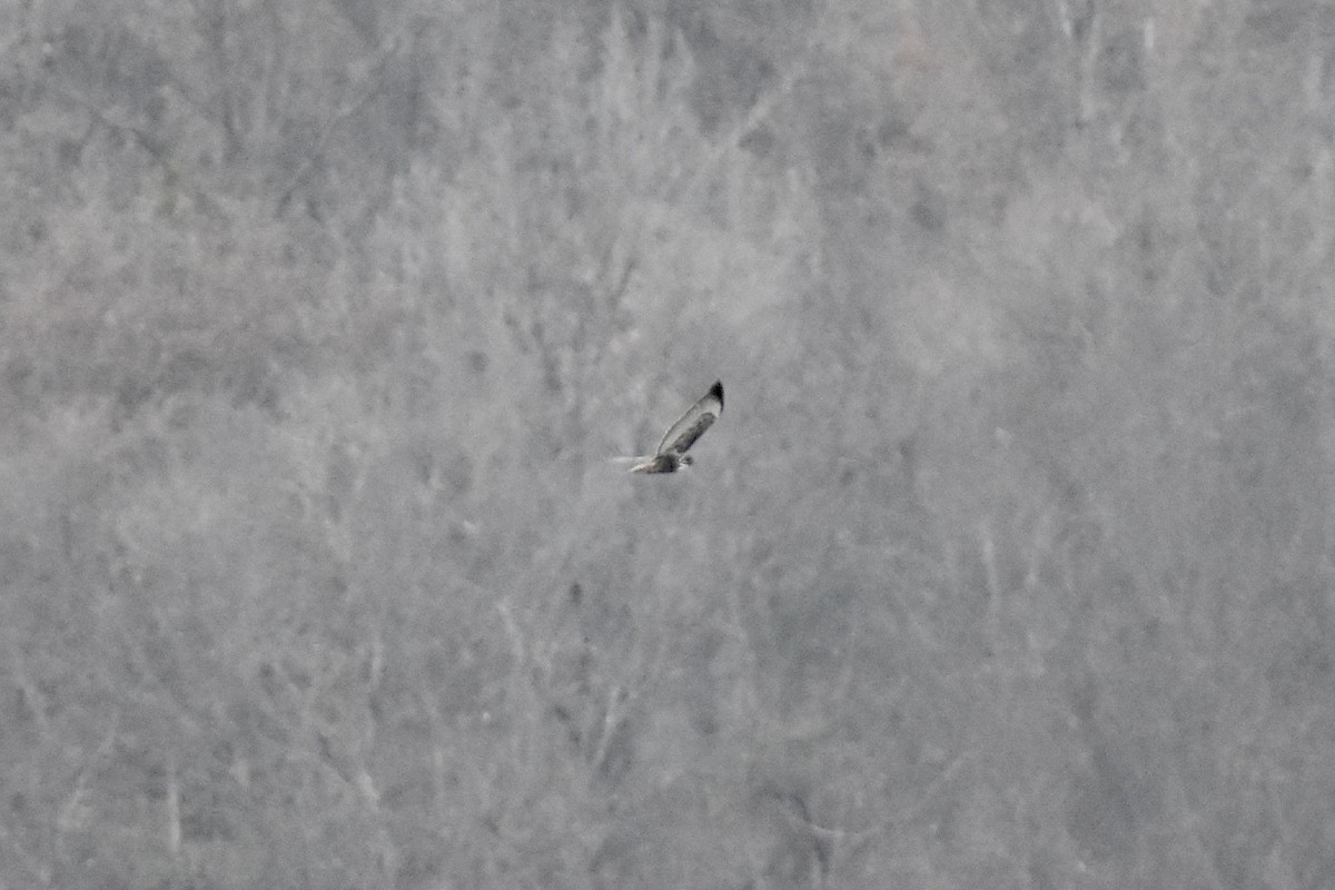Red-tailed Hawk (Harlan's) - ML646013968