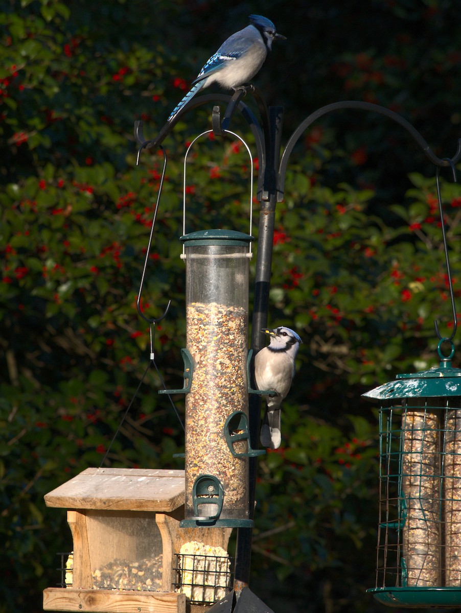 blåskrike - ML646013972