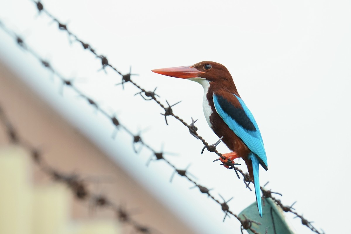 White-throated Kingfisher - ML646013980