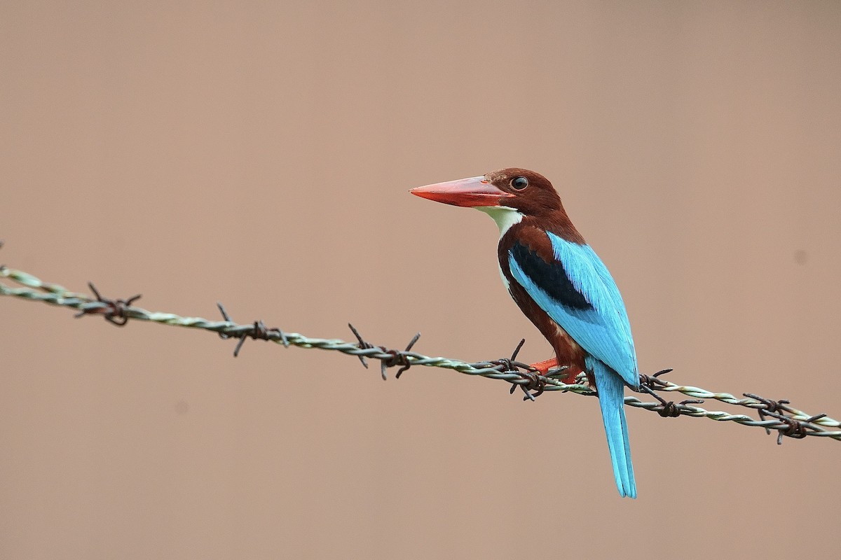 White-throated Kingfisher - ML646013982