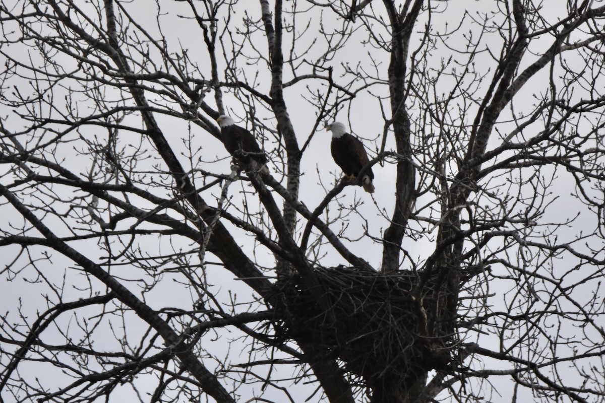 Bald Eagle - ML646013983